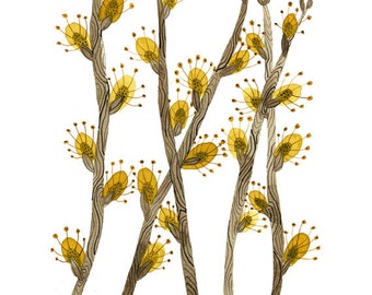 Willow Catkins Print,  botanical print, botanicals,  giclee art print, spring flowers illustration, watercolor pussy willows