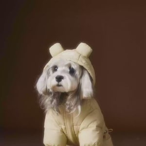Peut inclure: Un petit chien vêtu d'une doudoune jaune clair et d'une capuche assortie avec des détails en forme d'oreilles. Le chien a des poils blancs et gris. Le fond est de couleur marron uni.