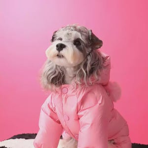 May include: A small dog wearing a pink puffer jacket with a hood and pom-poms. The dog is sitting on a black and white patterned surface against a bright pink background. The jacket has a button closure and ribbed cuffs.