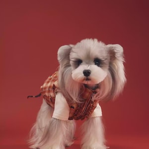 Peut inclure: Un petit chien duveteux avec de longs poils gris et un visage blanc, portant un gilet à carreaux sur une chemise blanche. Le chien est posé sur un fond rouge uni.