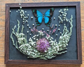 Montierter Ulysses Schmetterling