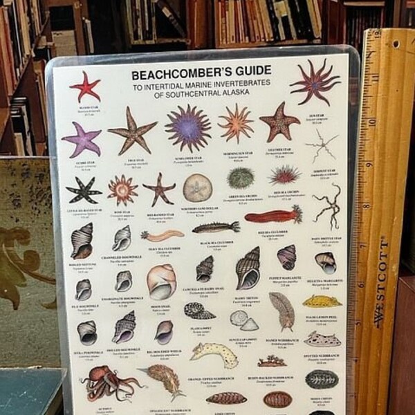 1998 Beachcomber's Guide to Intertidal Marine Invertebrates of Southcentral Alaska Laminated 2 Sided Large Card