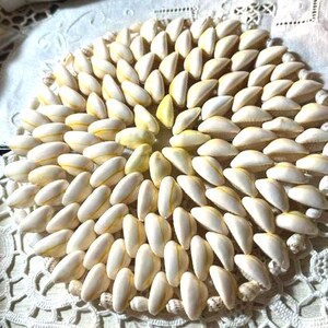 Awesome Vintage Sea Shells Seashells Trivet Serving Kitchen Entertaining Beach House Ocean