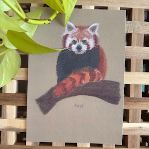 Stampa artistica della fauna selvatica del panda rosso A5 - Illustrazione disegnata a mano stampata su carta Perlino Cotton 250gsm