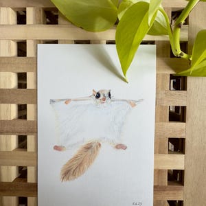 Stampa artistica di fauna selvatica giapponese con scoiattolo volante in formato A5 - Carta di cotone da 250 g/m²