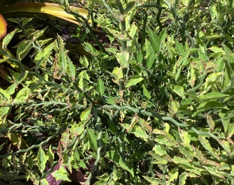 Euphorbia tithymaloides, Devils Backbone, Zig Zag Stems, Three 6” cuttings | Very Easy Succulent | full sun