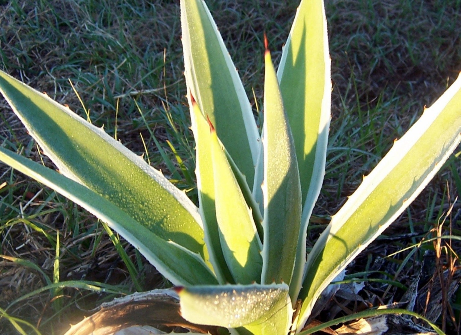Agave Baby Plant With Roots Succulent Full Sun Etsy