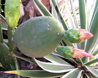 Cactus Cutting One Pad - Easy to grow in full sun , pink flowers | Gift for plant lover