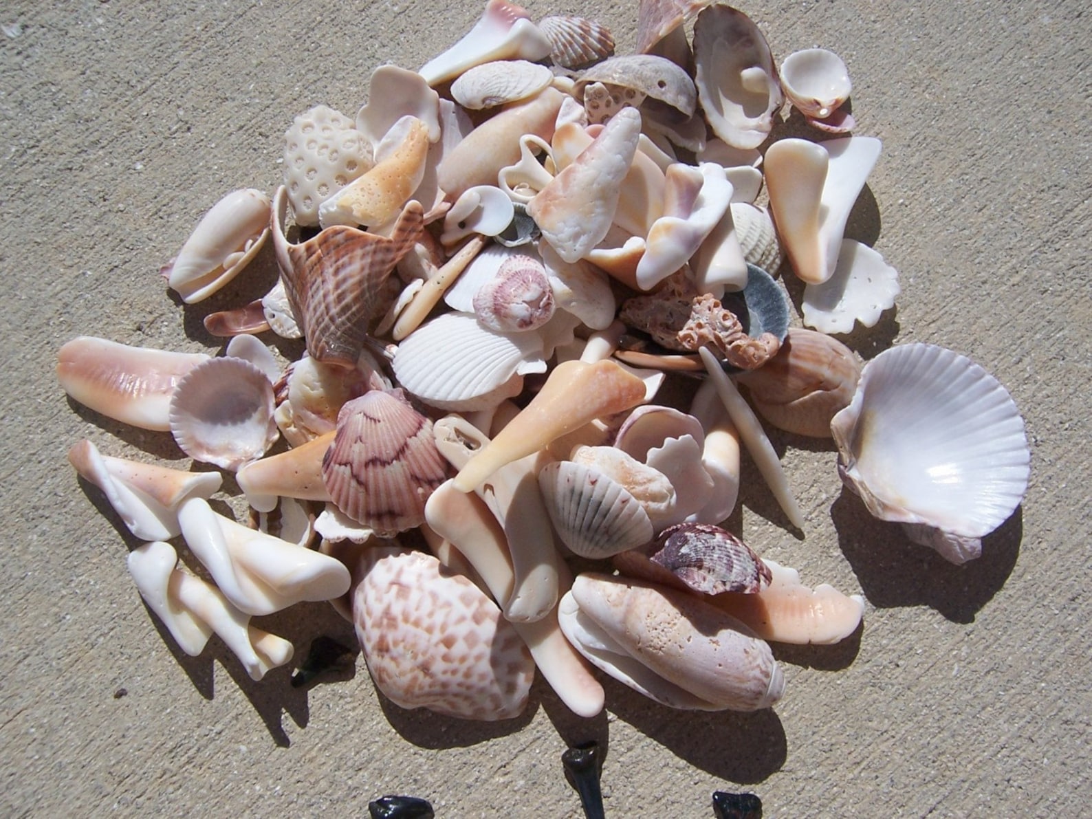 Sea Shells From the Gulf of Mexico, Several Size Options Etsy