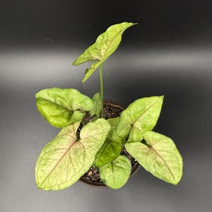 Syngonium Allusion Plant
