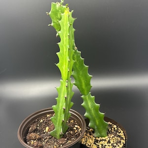 African Milk Tree/ Cathedral Cactus/ Euphorbia Trigona