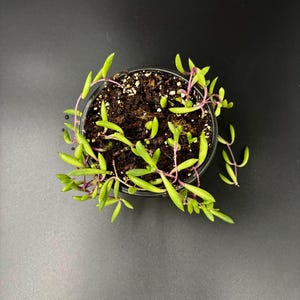 String of Bananas/Curio radicans - Hanging Basket Succulent, Starter Plant