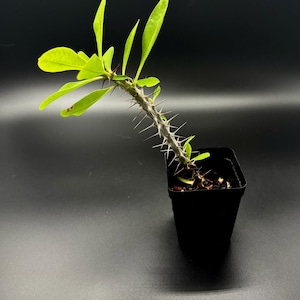 Crown of Thorns , Euphorbia milii, Flowering Cactus, Starter Plant