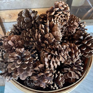 Pine Cones