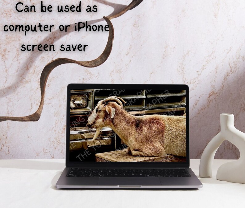 Goat, Country, Farm, Truck, DIGITAL DOWNLOAD, Photography, Animal, Art ...