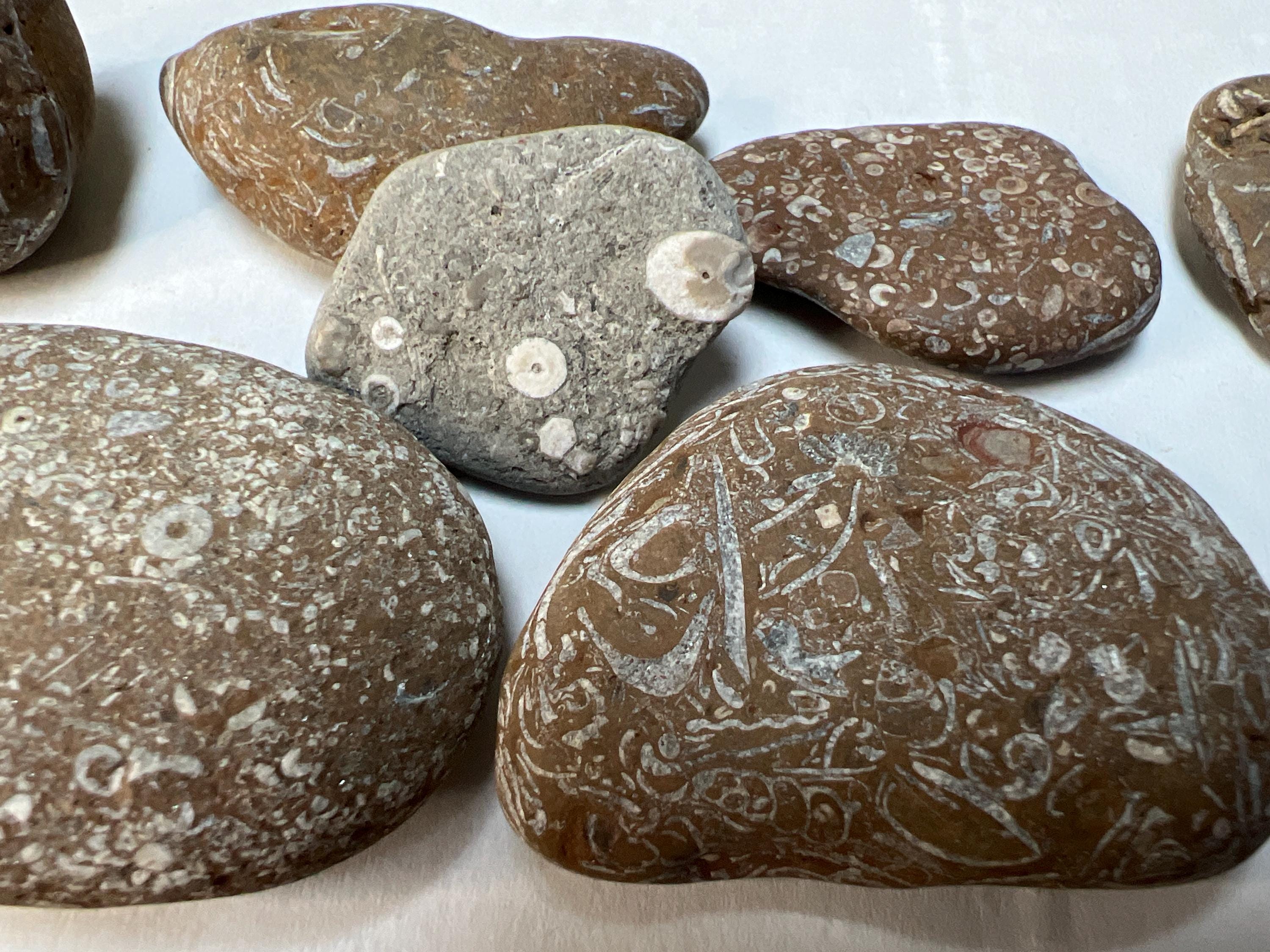 Michigan Fossil Soup Rocks. May Observe Crinoids, Brachiopods