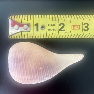 Fig Seashells, SWFL Shells, Gulf Shells, 10k Islands Shells