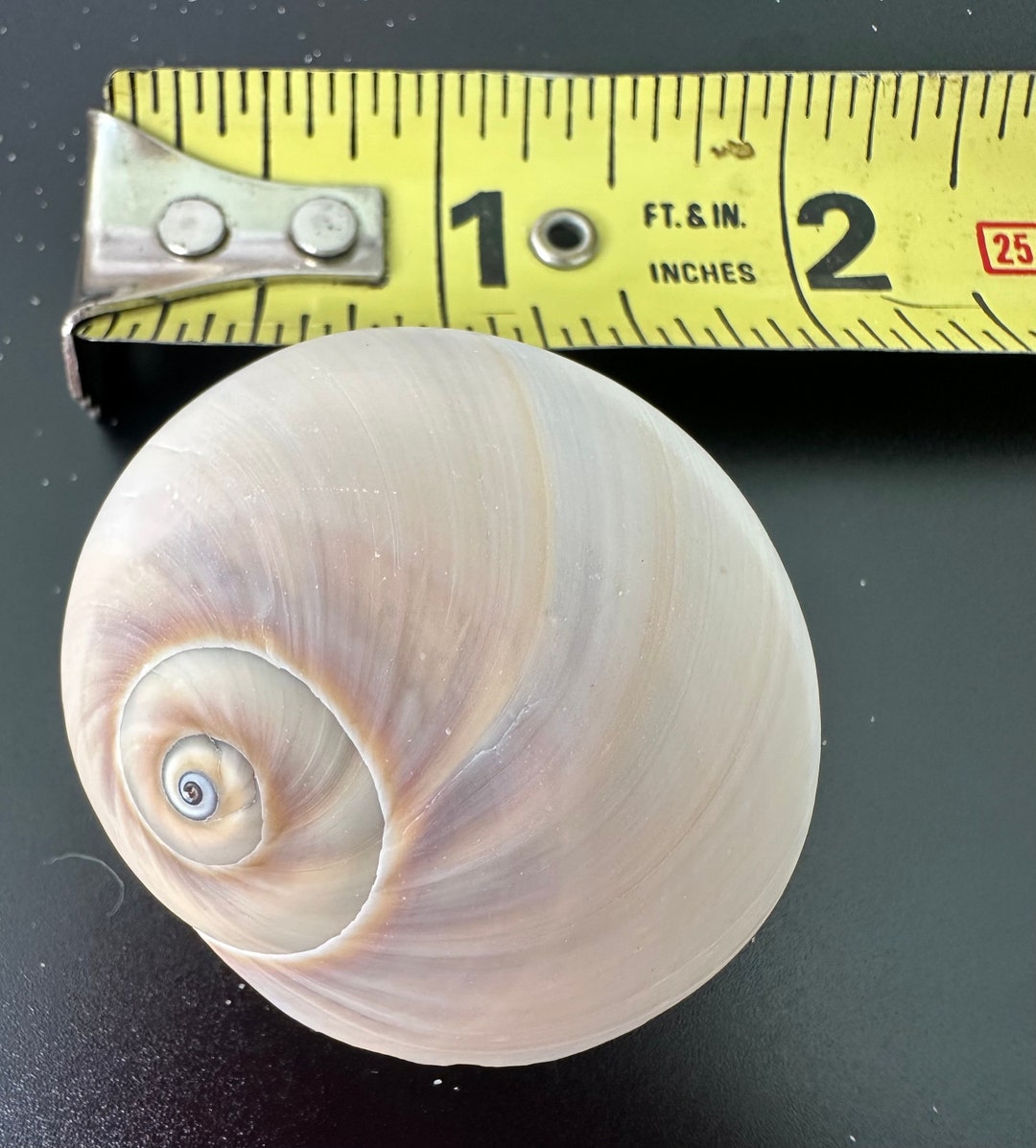 Mooano Shell Shark Eye or Moon Shell , (2 Pcs) Florida Seashells, SWFL Shells, Gulf ...