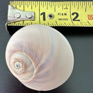 Shark Eye or Moon Shell , (2 pcs) Florida Seashells, SWFL Shells, Gulf Shells, 10k Islands Shells