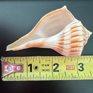 Lightning Whelks https://en.wikipedia.org/wiki/Sinistrofulgur_perversum