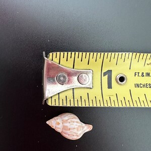 Gebänderte Tulip Muscheln