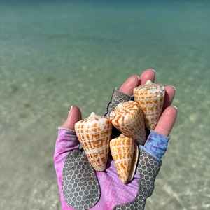 May include: A hand holding five cone-shaped seashells with orange and white patterns. The hand is wearing a pink and grey glove, with the ocean in the background.