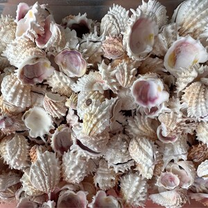 Portagioielli Spinoso Conchiglie Sganciate (6 pz)
