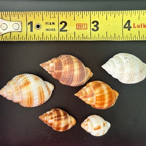 Nutmeg sea shells, Florida Seashells, SWFL Shells, Gulf Shells, Marco Island Shells
