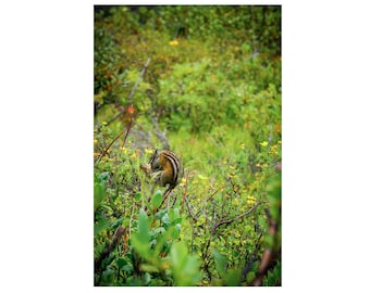 Cute Chipmunk Photography Print