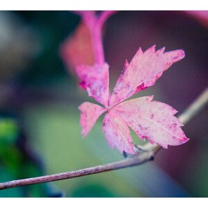Autumn Art - Leaf Photo - Nature Photo - Pink Art - Fall Art - Autumn Leaves - Colorful Art - Home Decor - Wall Art - &quot;Hold On&quot;