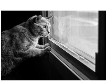 Black and White Cat Photograph - "Gaze" Fine Art Print