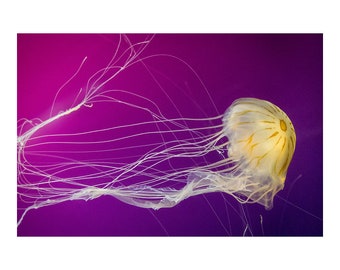Luminous Jellyfish Photo Print – Purple, Magenta, Underwater