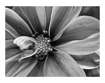 Black and White Flower Photography - Floral Close Up Wall Art