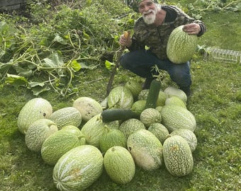 Winter Melon Seeds, Ash Gourd, Wax Gourd Organic seeds 2025