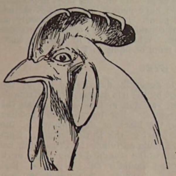 1922 Antique Illustrations of Poultry Fowl Eggs and Diagrams of Egg Candles Devices