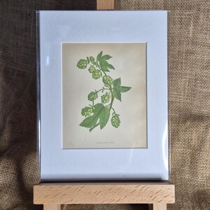 Antique Common Hop Floral Print from Anne Pratt&#39;s Wild Flowers