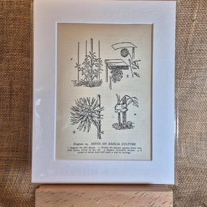 Puede incluir: Una ilustración en blanco y negro de un diagrama que muestra consejos sobre el cultivo de dalias. El diagrama muestra cómo apoyar los brotes laterales, proteger las flores contra la lluvia intensa y apoyar las flores individuales.