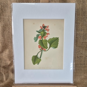 Antique Red Dead Nettle Floral Print from Anne Pratt&#39;s Wild Flowers