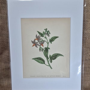 Antiker waldiger Nachtschatten oder bittersüßer Blumendruck von Anne Pratts Wildblumen
