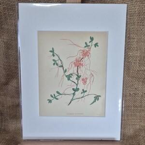 Antique Lesser Dodder Floral Print from Anne Pratt&#39;s Wild Flowers
