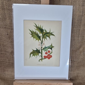 Antique Common Holly floral print from Anne Pratt&#39;s Wild Flowers