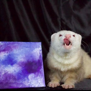 May include: A white ferret with brown markings is sitting in front of a purple and blue abstract painting. The ferret has its mouth open and is looking up.