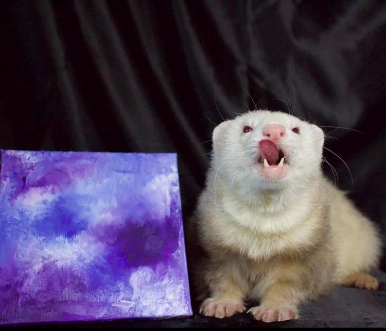 May include: A white ferret with brown markings is sitting in front of a purple and blue abstract painting. The ferret has its mouth open and is looking up.