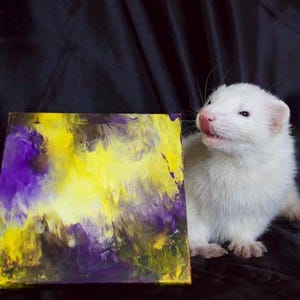 May include: A white ferret with pink nose and black eyes looks at a small abstract painting with yellow, purple, and black paint. The painting is on a canvas.