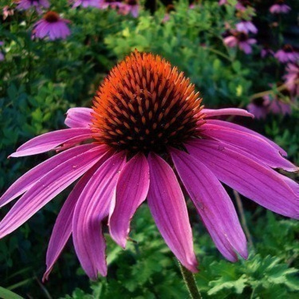 50 Perennial Purple Coneflower Seeds