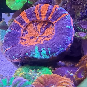 Elevate your aquarium display with Our Premium Scolymia, trachyphylia, Acantho, wellso Stand and frag holder