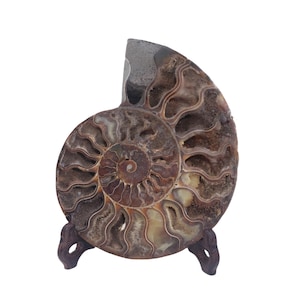 8&quot; Natural Rare Ammonite Fossil with druzy, Crystal Fossil,Fossil Specimen,Crystal Gifts,Reiki Healing,,Crystal Healing Gifts