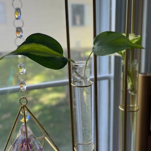 Philodendron Brasil