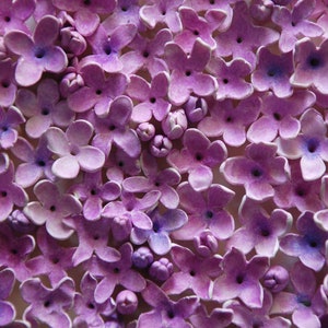 May include: A close-up of a cluster of purple paper flowers. The flowers are arranged in a circular pattern and have a slightly textured surface.