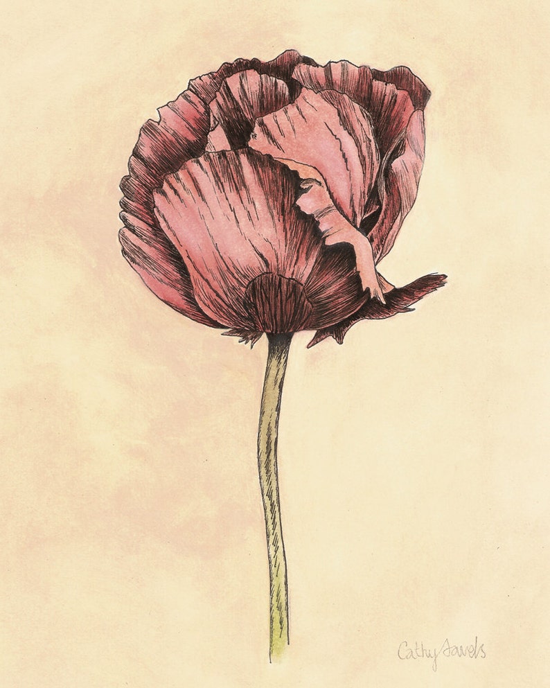 Poppy Flower Art Print Pen & Ink Botanical Flower Wall Art Vintage Look Papaver Giclee 8x10 Limited Edition image 2